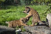 The Zoo Christmas Special sumatran tiger cubs playing