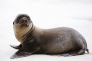 The Zoo - Sea Lion