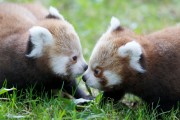 Dublin Zoo - Red pandas