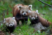 The Zoo - Red panda