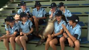 BLUE ZOO group with seal