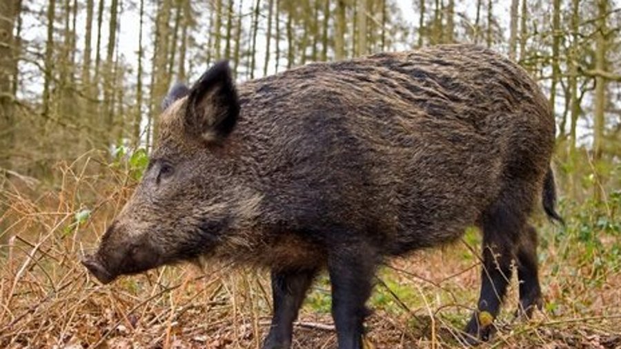 Tusk: Hunting for Irelands Wild Boar | RTÉ Radio 1 Extra | RTÉ Presspack