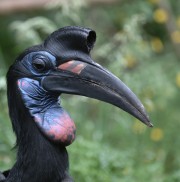 Abyssinian ground hornbill