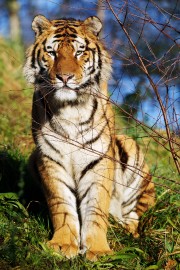 Amur tiger