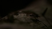 Living the Wildlife S6 E6 Close up fof Wood Lice