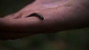 Living the Wildlife S6 E6 Close up of centipede on Colins hand