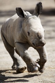 DublinZoo_BabyRhino 001