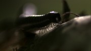Living the Wildlife S6 E6 Millipede up close
