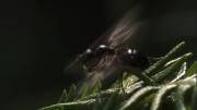 Living the Wildlife S6 E6 Queen ant ready for take off