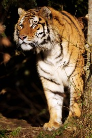 DublinZoo05