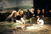 At the Dingle Aquarium