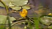 Abhainn-NORE-water lillies