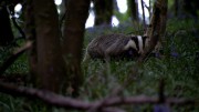LIVING THE WILDLIFE