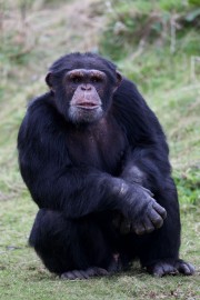 THE ZOO ***NEW SERIES***