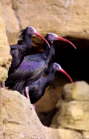 The Zoo - Episode 3 - RTÉ One - Thursday April 23rd 2015