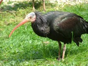 The Zoo - Episode 3 - RTÉ One - Thursday April 23rd 2015