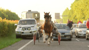 Ireland's Sulky Racers