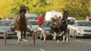 Ireland's Sulky Racers