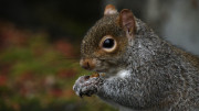 Wild Cities - Belfast Grey Squirrel 2