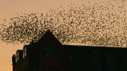 Wild Cities - Belfast Starling 2