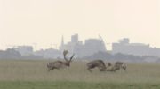 two-male-deer-fighting-in-phoenix-park-2