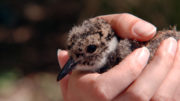 A Lapwing at an irish conservation project supported by Dublin Zoo