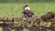 Ep 6 A Lapwing chick at Lough Boora, an irish conservation project supported by Dublin Zoo