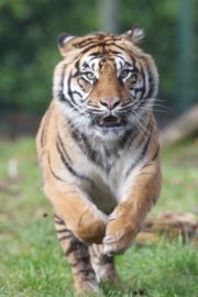 Ep 6 A sumatran tiger at Dublin Zoo