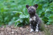 Ep 6 An African Painted Dog pup at Dublin Zoo