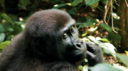 The Zoo - Helen meets western lowland gorilla in the congo