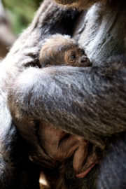 The Zoo - Lena and her baby at Dublin Zoo3