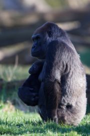 The Zoo - Mother and baby at the gorilla rainforest at Dublin Zoo