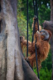 DublinZoo_Orangutan15