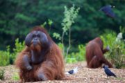 DublinZoo_Orangutan18