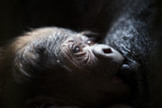 Lena and her baby at Dublin Zoo 4