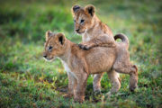 PLANET EARTH II_ Grasslands