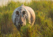 PLANET EARTH II_ Grasslands