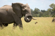 PLANET EARTH II_ Grasslands