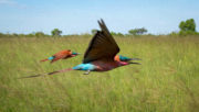 PLANET EARTH II_ Grasslands