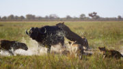 PLANET EARTH II_ Grasslands