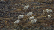 PLANET EARTH II_ Grasslands