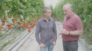 (12)GROW COOK EAT (new series,programme two, Wednesday March 21st). Presenter Michael Kelly with Tomato Grower David Currid at Grantstown Nurser