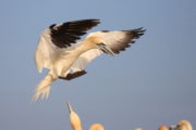 A Wild Irish Year Gannet
