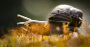 A Wild Irish Year Garden Snail