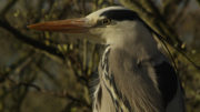 A Wild Irish Year Grey Heron