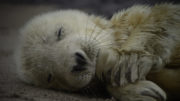 A Wild Irish Year Seal Pup Blasket Islands