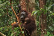 The Zoo Borneo OT Mother Baby