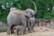 The Zoo DublinZoo_Elephant03 w Zinda