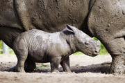 The Zoo ep 2 DublinZoo_Rhino02 ZUKO