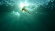 Ireland's Deep Atlantic - Jelly Fish